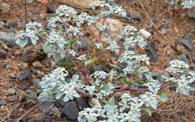 Tidestromia lanuginose Note the reddish-purple stems, a result of the Amaranths containing betalain pigments. Woolly Tidestromia